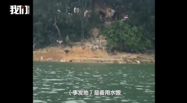 大财配资 广东一水库旁疑多人放生猫 多方回应 水质调查与现场核查进行中